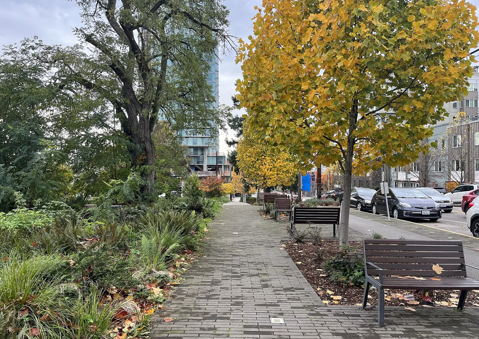 Tree-lined Seattle sidewalk beside homes and a quiet street